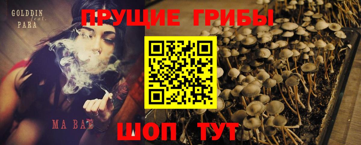 Псилоцибиновые грибы GOLDEN TEACHER Джанкой